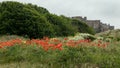 A display of Poppies and Lupins. Bamburgh, Northumberland. Royalty Free Stock Photo