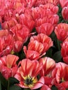 Close-up of red-and-orange Dutch tulips in full bloom