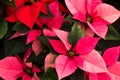 Closeup of Red and Pink Poinsettias at a Greenhouse Royalty Free Stock Photo