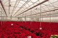 Display of Red Poinsettias at a Greenhouse Royalty Free Stock Photo