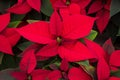 Closeup of Red Poinsettias at a Greenhouse Royalty Free Stock Photo