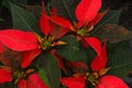 Display of Red Poinsettias at a Greenhouse Royalty Free Stock Photo