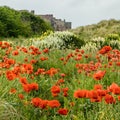 A display of Poppies and Lupins. Bamburgh, Northumberland. Royalty Free Stock Photo