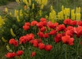 A display of Poppies and Lupins. Bamburgh, Northumberland. Royalty Free Stock Photo