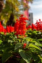 Red Salvia Flowers Royalty Free Stock Photo