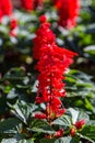 Red Salvia Flowers Royalty Free Stock Photo