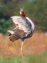 Display of saurus crane Royalty Free Stock Photo