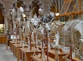 A display of the skeletons of extinct animals at the Oxford Natural History Museum