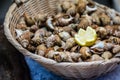 Display of small whelks or French bulots crustaceans in basket