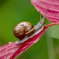 Display Snail crawling on a red leaf, garden wildlife close up Royalty Free Stock Photo