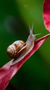 Display Snail crawling on a red leaf, garden wildlife close up Royalty Free Stock Photo