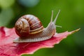 Display Snail crawling on a red leaf, garden wildlife close up Royalty Free Stock Photo