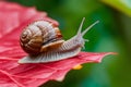 Display Snail crawling on a red leaf, garden wildlife close up Royalty Free Stock Photo