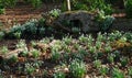 Display of Snowdrops in ground and growing on fallen tree trunk. Royalty Free Stock Photo
