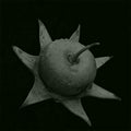 Sonneratia fruit monochrome