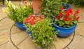 Patio pots containing summer bedding annuals