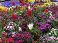 A display of tulips and a variety of flowers in a garden