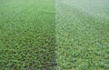 Display of two types of artificial turf with different colors and densities Royalty Free Stock Photo