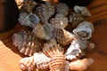 Display of Variety of sea shells Royalty Free Stock Photo