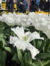 Close-up of white Dutch tulips in full bloom