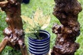 Potted House Plants with woodden Handicrafts