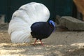 Displaying Bulwer pheasant Royalty Free Stock Photo