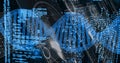 Displaying DNA double helix twisting in digital interface, with programming code and data streams Royalty Free Stock Photo