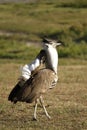 Displaying Kori Bustard Royalty Free Stock Photo