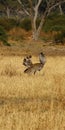 Displaying Kori Bustard Royalty Free Stock Photo