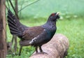 Displaying male mountain standing on a tree trunk