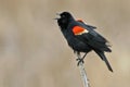 Displaying male Red Winged Blackbird, Agelaius phoeniceus Royalty Free Stock Photo