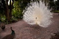 Displaying male white peacock Pavo cristatus attempts to chase off a brown young female