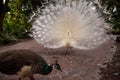 Displaying male white peacock Pavo cristatus attempts to chase off a brown young female Royalty Free Stock Photo