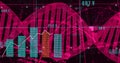 Displaying red DNA helix spanning virtual interface, with bar charts, line graph and numeric labels Royalty Free Stock Photo