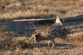 Displaying Sharp-Tailed Grouse, Tympanuchus phasianellus Royalty Free Stock Photo