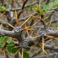Displaying sharp, yellow-brown thorns protruding from textured, gray-brown Royalty Free Stock Photo