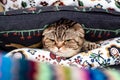 Displeased, angry cat Scottish Fold with a harsh look, hid in soft pillows.