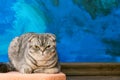 Displeased Scottish fold cat on the background of a colored blue wall. Gray scottish fold cat close-up. Displeased