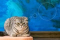 Displeased Scottish fold cat on the background of a colored blue wall. Gray scottish fold cat close-up. Displeased