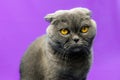 Displeased scottish fold cat on isolated purple colored background, big eyes, portrait, copy space