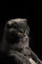 Displeased scottish fold cat sitting on black isolated background, silhouette