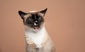 displeased siamese cat making funny face looking disgusted