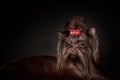 Displeased Yorkshire terrier dog with long hair of dark brown chocolate color with red bow lying down Royalty Free Stock Photo