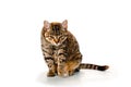 Displeased young cat striped gray with a reddish tinge on the former background Royalty Free Stock Photo
