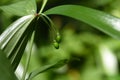 Disporum sessile fruits