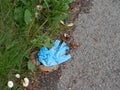 Disposable blue PPE glove abandoned by roadside, COVID19, coronavirus risk. Hand protection, Personal Preventive