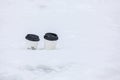 Disposable coffee paper cups in snow. trash in city Royalty Free Stock Photo