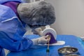 Disposable heart valve crimping tool. In the operating room, the doctor prepares the heart valve for transplantation to the Royalty Free Stock Photo