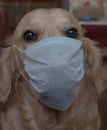 Disposable medical product covering mouth and nose of carrier, medical mask on dog, protect your animals from coronovirus