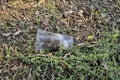 Disposable plastic cup discarded on forest ground ecosystem,envinronment waste pollution Royalty Free Stock Photo